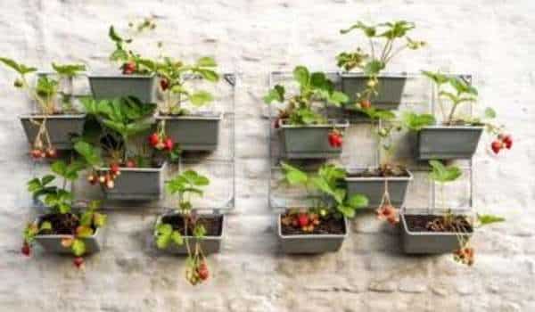 _Brick Wall Hang Strawberry Plant 