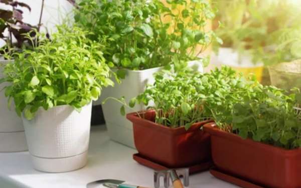 Vegetable Plant In Kitchen 