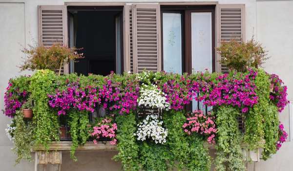 window outside hanging flower Plants