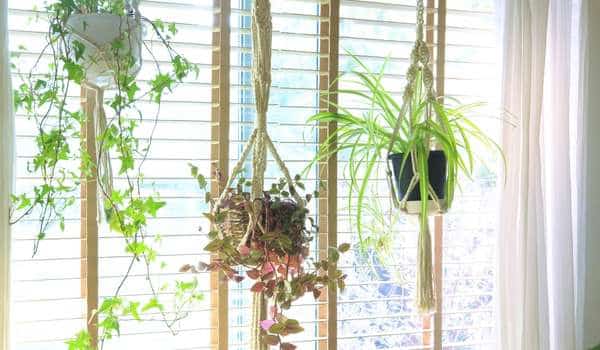Hang Some Plants 